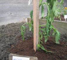 Tomates "Noire de Crimée".