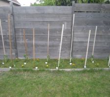 Pieds de tomates couverts d'herbe tondue comme paillage.