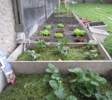 Fraisiers couverts d'herbe de tonte comme paillage.