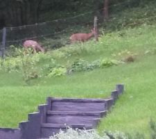 Des visiteurs samedi matin chez le voisin ! Heureusement pour mes salades et mes fraisiers, ils n'ont pas sauté le grillage !
