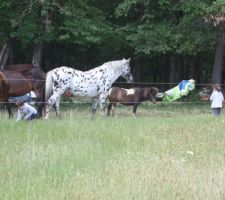 Les enfants nourrissent les chevaux au fond du jardin.