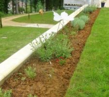 Nettoyage de ma bande de plantes spéciales " jardins secs ", tout a bien résisté malgré l'humidité