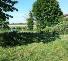 Terrain apr&egrave;s abattage des arbres