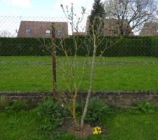 Nouvelles plantations: transferts de jardin à jardin !