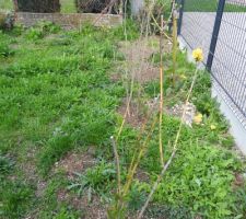 Nouvelles plantations: transferts de jardin à jardin !