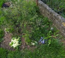 Nouvelles plantations: transferts de jardin à jardin !