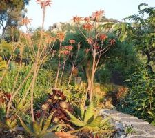 Quand les plantes grasses sont en fleur.