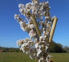 Cerisier à fleurs (Prunus serrulata'Amanogawa')