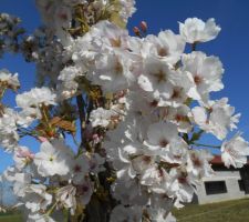 Cerisier à fleurs (Prunus serrulata 'Amanogawa')