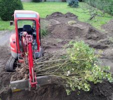 Retrait un petit arbre
