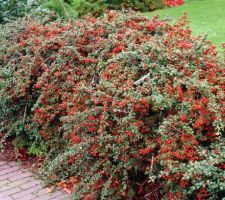 Idée pour la haie. Cotoneaster