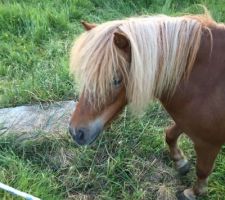 Nos nouveaux voisins les poneys