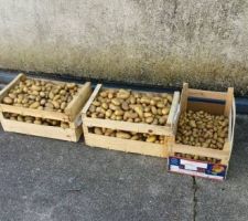 Récolte 2015 de patates.