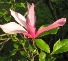 Magnolia Liliiflora