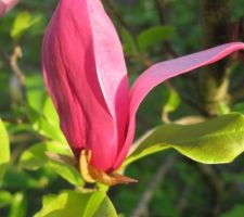 Magnolia Liliiflora