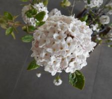 Viburnum burkwoodi Anne Russel (très parfumé)
