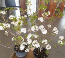Viburnum burkwoodi 'Anne Russel' (très parfumé)