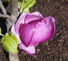 Magnolia 'Cleopatra'