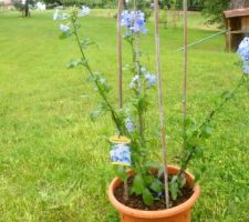 Plumbago