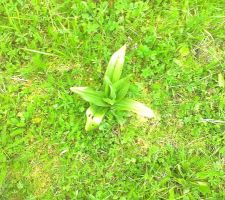 Orchid&eacute;e sauvage