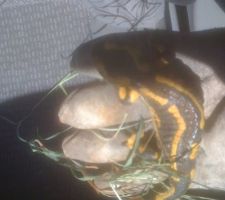 La salamandre trouvé dans le trou fait à la tarière