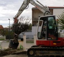 Appel à notre terrassier pour nous creuser les Trous pour planter les oliviers, palmiers et palmier double tronc qui pèse très lourd.