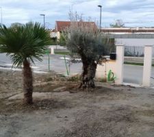 Appel à notre terrassier pour nous creuser les Trous pour planter les oliviers, palmiers et palmier double tronc qui pèse très lourd.