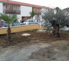 Appel à notre terrassier pour nous creuser les Trous pour planter les oliviers, palmiers et palmier double tronc qui pèse très lourd.