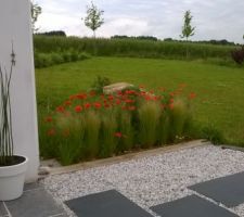 Des coquelicots ont pris leur place parmi les cheveux d'ange...