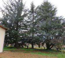 3 "petits" arbres dont nous avons n&eacute;goci&eacute; leur coupe lors de l'achat du terrain (ils ne seront donc plus la :) )