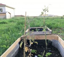 Mon carré de tomates/ persil et bientôt mesclun