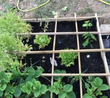 Mon carré potager avec fraises, tomates, poivrons, mesclun, salades et des maches en fleurs pour recolter les graines