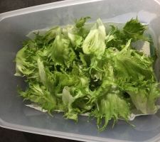 Ma premiere salade du jardin