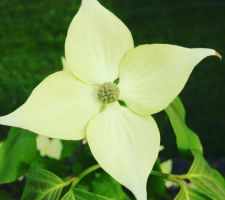 Arbuste cornus kousa