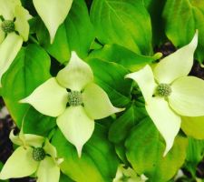 Arbuste cornus kousa