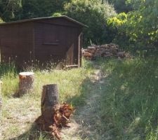 Les arbres abattus sont coupés ...