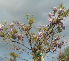 Glycine en arbre