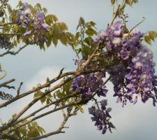 Glycine