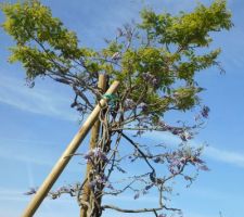 Glycine en arbre issue d'une graine