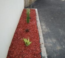 Graminées et paillage en pin teinté rouge