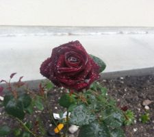 Rosier Black Baccara ® Meidebenne
Sa première rose après la pluie