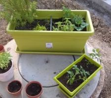 En guise de jardin, des jardinières de tomates cerises, radis, herbes aromatiques !