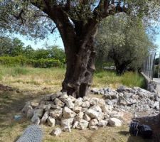 Notre bel Olivier recouvert de pierres, conserv&eacute;es pour le futur acc&eacute;s...