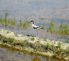 Les marais salants vers Guérande