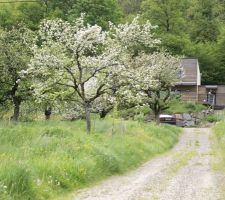 Printemps 2016 déjà, les pommiers en fleurs