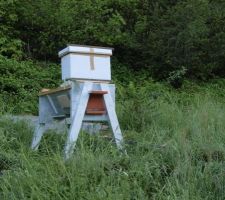 Le paquet d'abeille entre dans la ruche