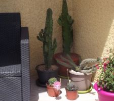 Mes nouveaux venus, cactus