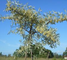 Olivier de Bohème, de l'espèce Caspica (Eleagnus angustifolia 'Caspica')