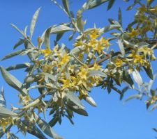 Un parfum de miel et de citron (Eleagnus angustifolia 'Caspica')