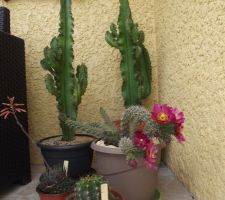 Mes fleurs de cactus